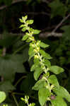 Mullein foxglove